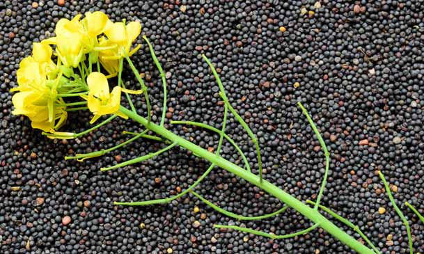 canola seeds for oil processing