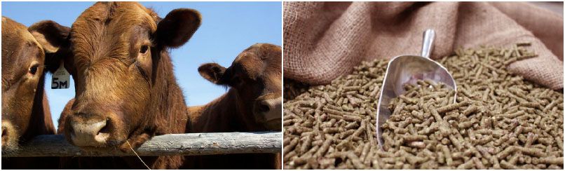 make cattle feed pellets for 6 months cattle