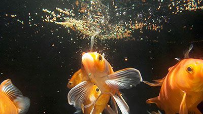 floating fish feed in water