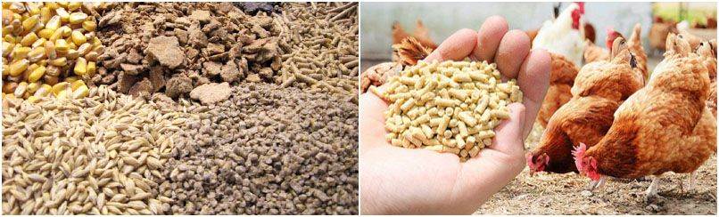 make feed pellets for layer chicken and Broiler chicken