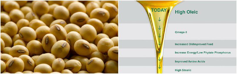 soybean oil production