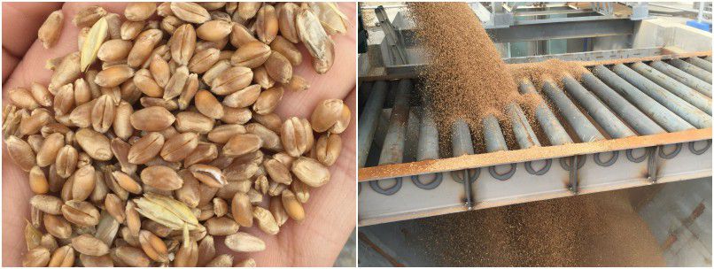 wheat seed processing plant - cleaning and flour milling machinery