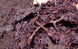 grape residues