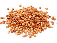 sorghum