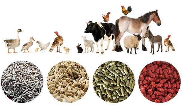 animal feed production