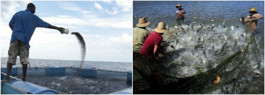 Aquatic Feed Production Industry