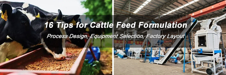 best formula for making cattle feed: ratio,ingredients