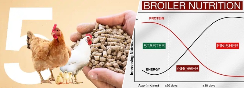 broiler chicken grow stage nutrition change