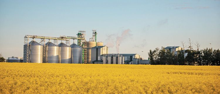 canola oil making business