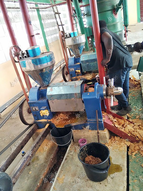 canola oil press machine