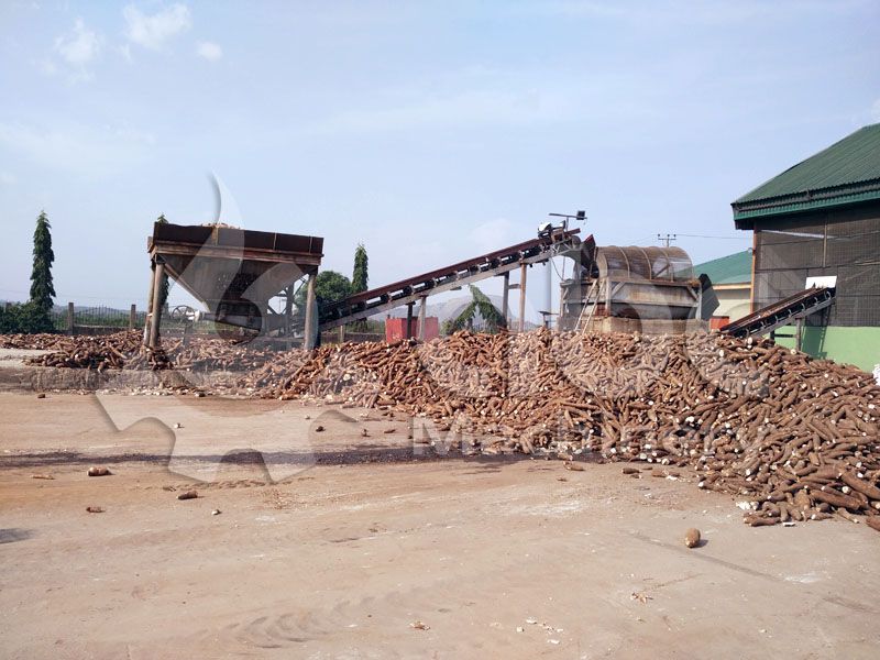 cassava before flour milling and starch processing