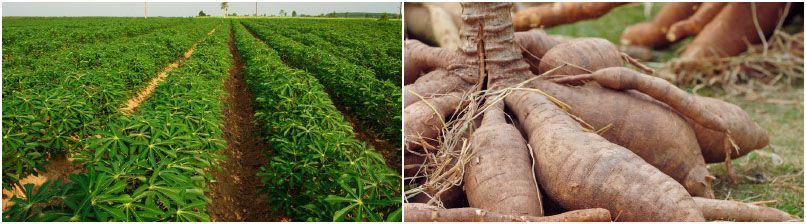 cassava farming nigeria