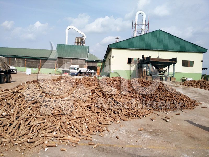 cassava, tapioca, manioc for flour and starch production