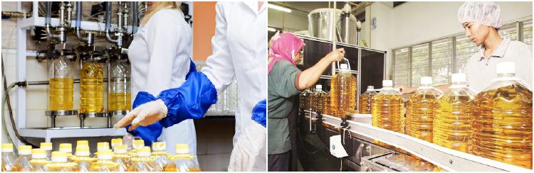 castor seed oil production business