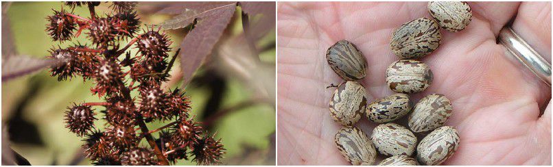 castor seeds