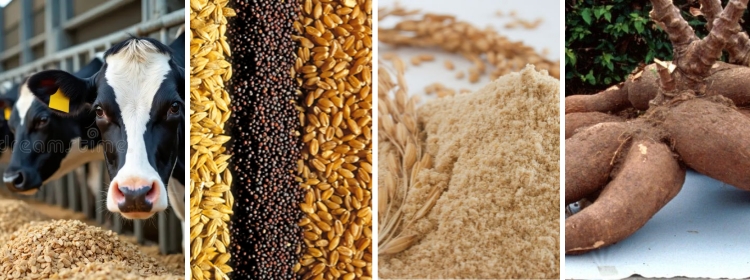 energy sources for cattle feed
