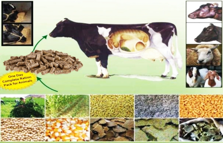 formula for making cattle feed ration: grass,alfafa, soy hull pellet
