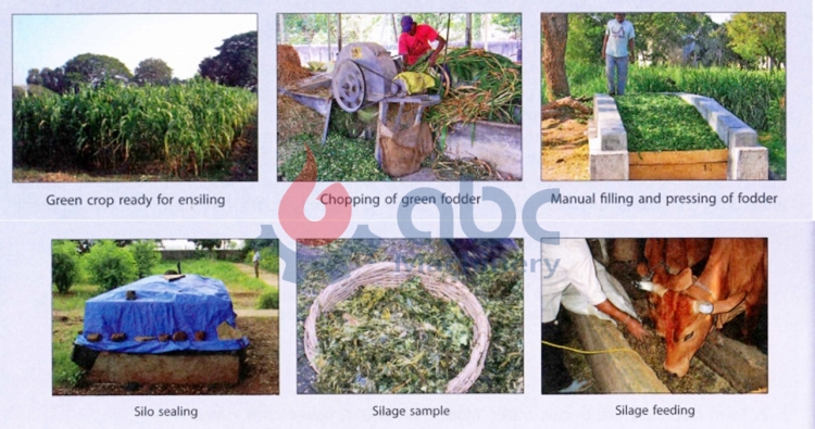 cattle feed manufacturing process green fodder