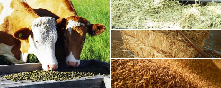 hay,straw,husk alfafa pellet for cattle feed processing