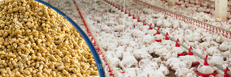 best formula for making chicken broiler feed