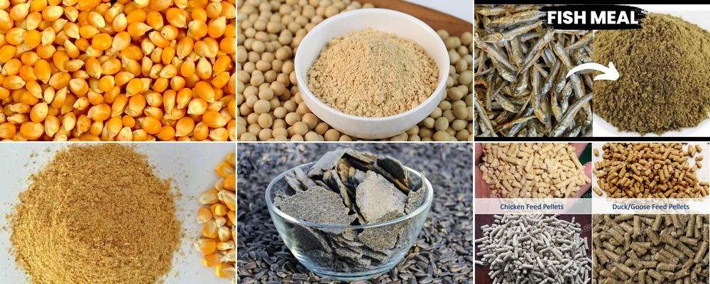 low cost raw materials for profitable poultry feed mill business