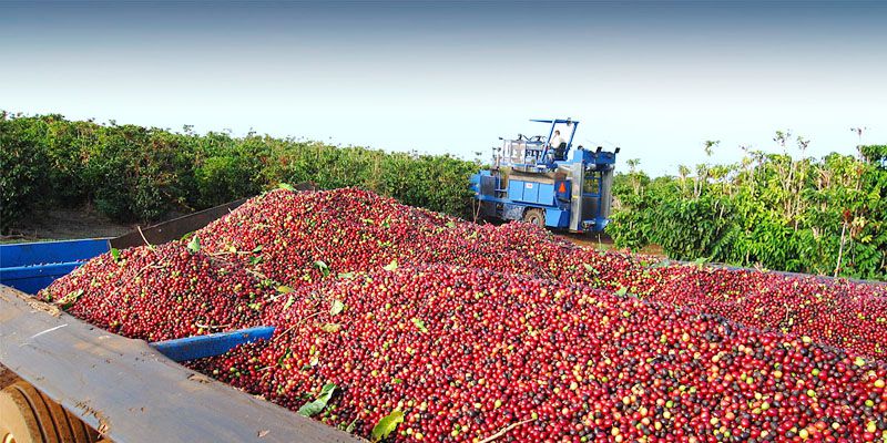 coffee farm