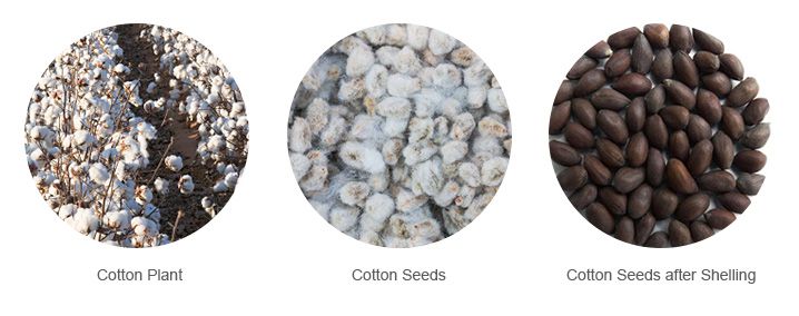 cotton seed processing