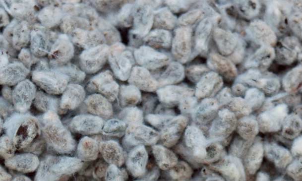 cottonseeds for edible oil processing