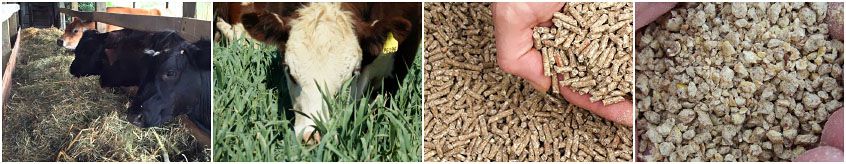 Mini Animal Feed Production Unit for small scale business plan