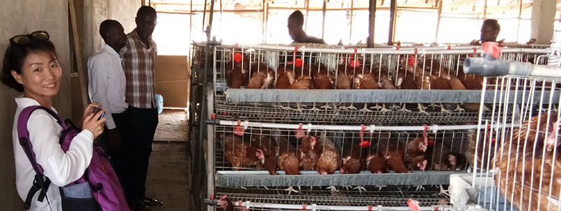 visit of loval fowl run, poultry farm, henhouse