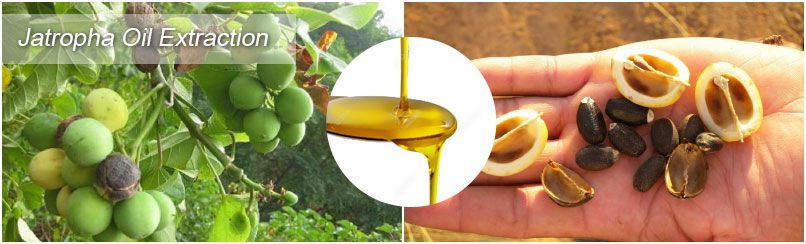 jatropha oil extraction