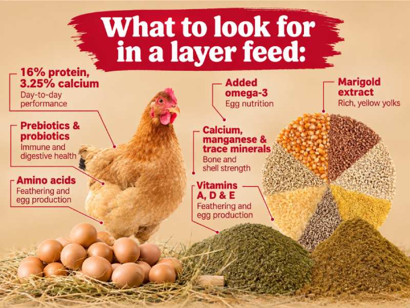 layer hen feed nutrition chart calcium protein particle size reference