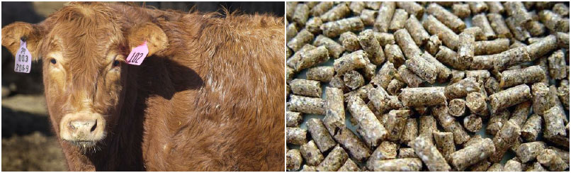 make animal feed pellets for cattle
