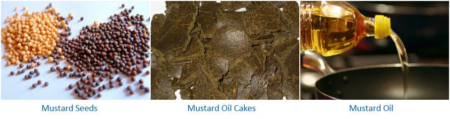 mustard oil milling