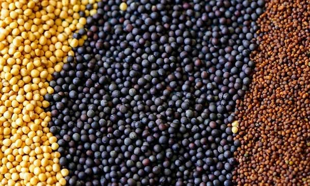 mustard seeds for oil extraction