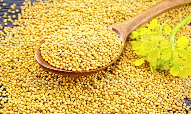 mustard seeds for oil extraction