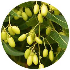 neem tree fruits