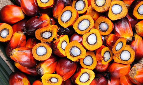palm fruits for palm oil milling
