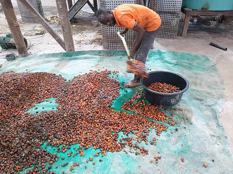 palm fruit nut ready for palm oil production