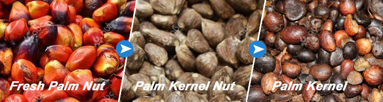 palm kernel and palm kernel nut seperation