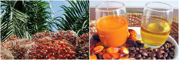 palm kernel oil production