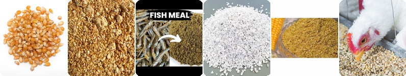 best chicken feed formulation design