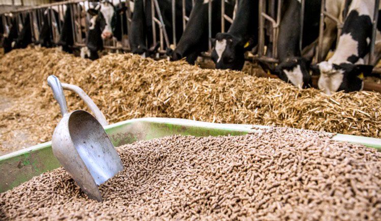 Ruminants Feed pellets made of hay, grass, straw