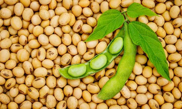 soybeans for soybean oil production