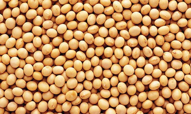 soybeans for edible oil making