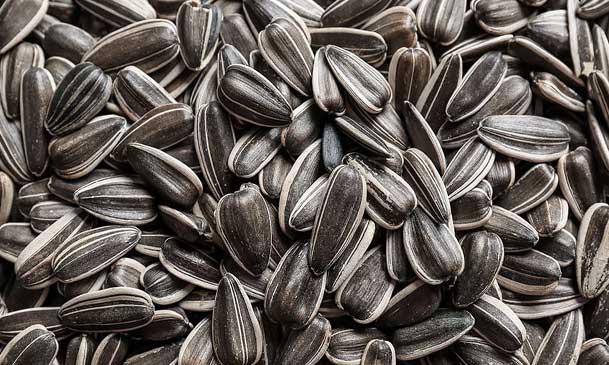 sunflower seeds for sunflower oil making