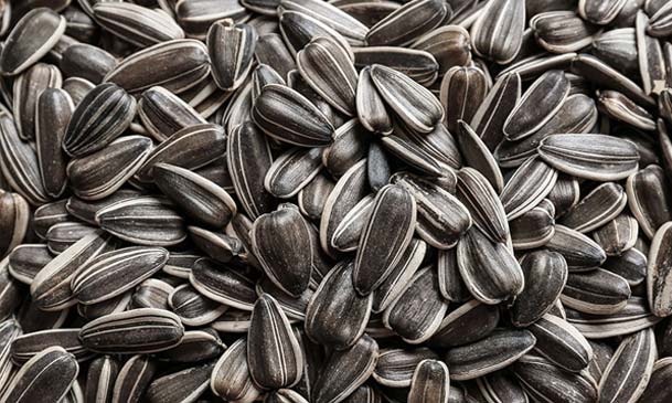 sunflower seeds for oil making