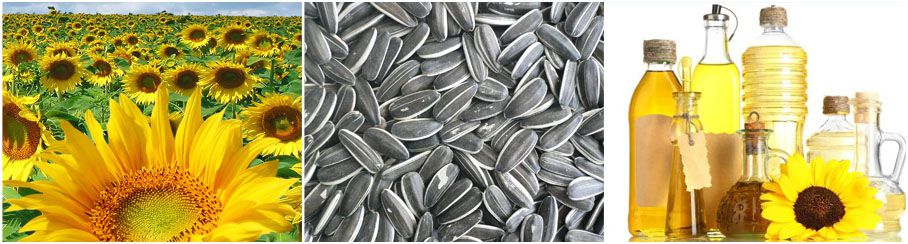 sunflower seeds & sunflower oil