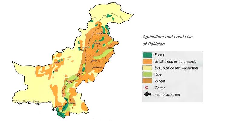 wheat flour production market in Pakistan